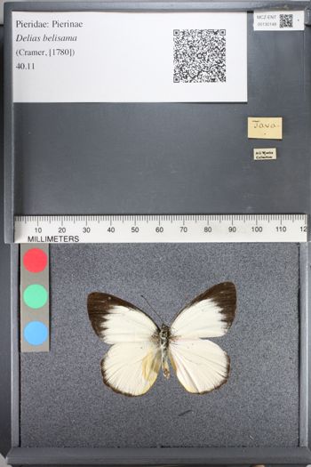 Media type: image;   Entomology 130148